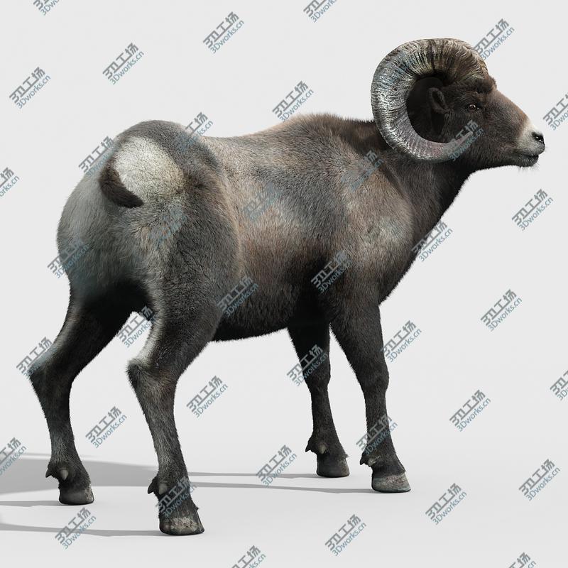 images/goods_img/2021040231/Bighorn sheep(FUR)(RIGGED)/2.jpg